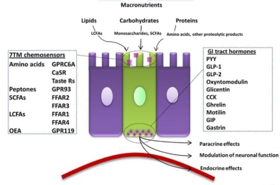 enteroedocrine cells