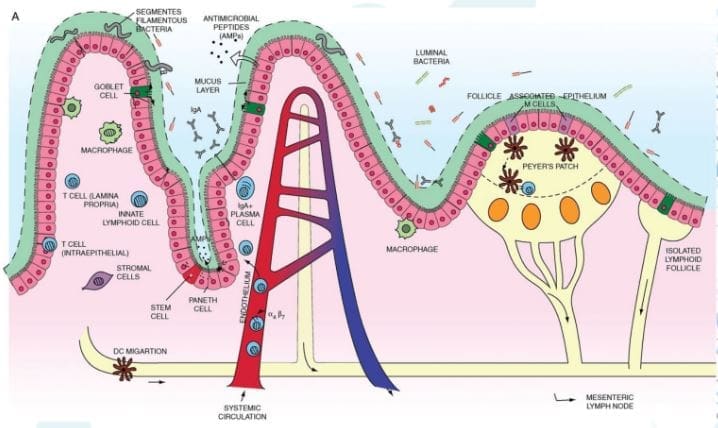protective mucus layer.JPG