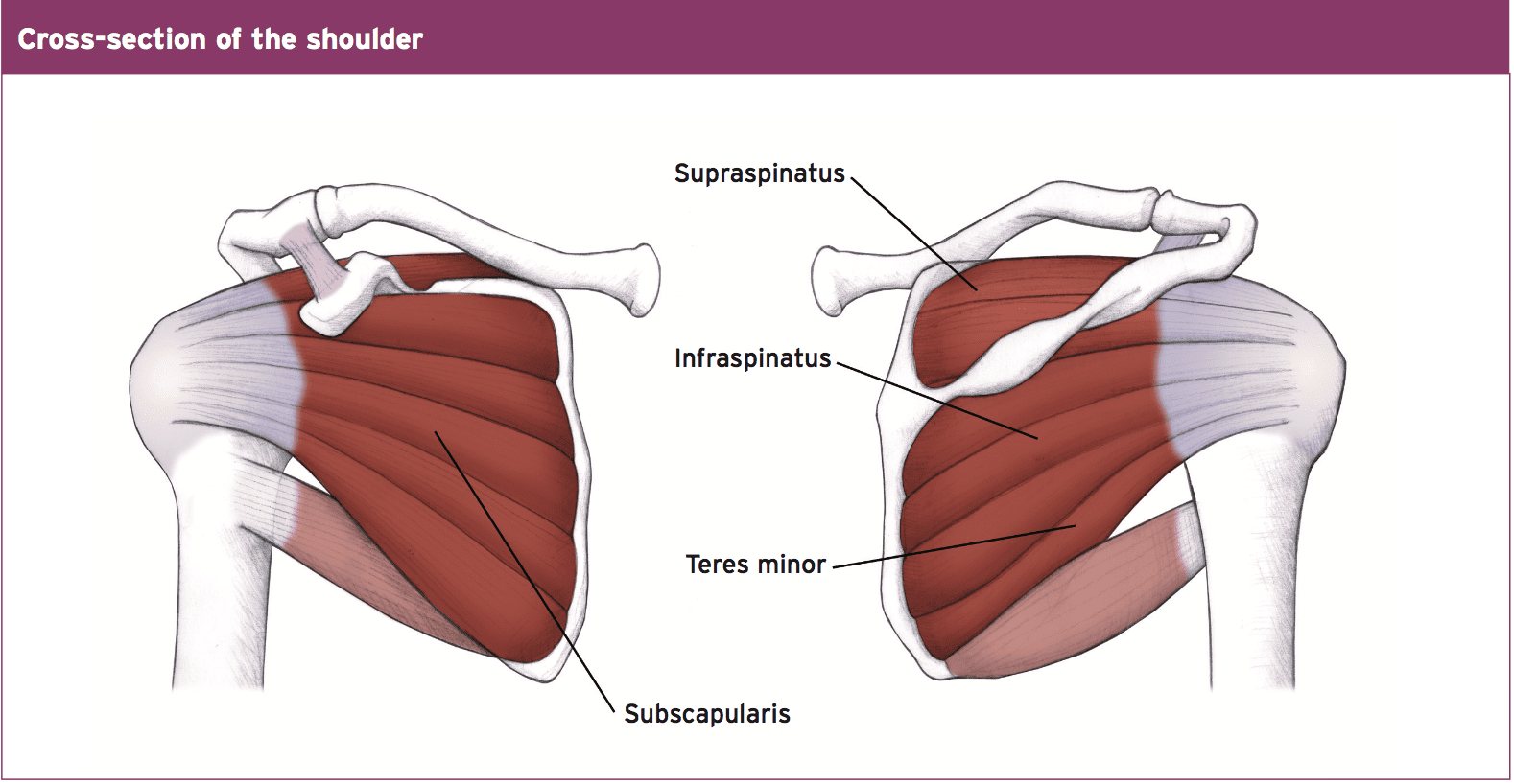shoulder pain rehab el paso tx.
