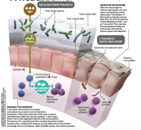 bigcells