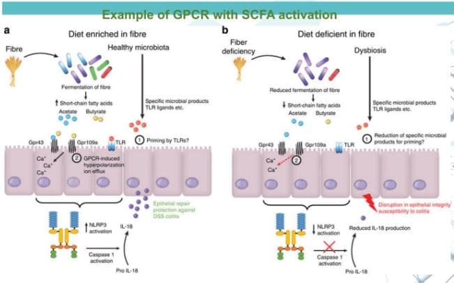 gprotein