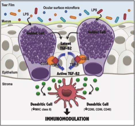 important cells